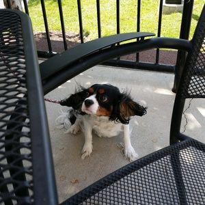 Meet your Posher, Barbara